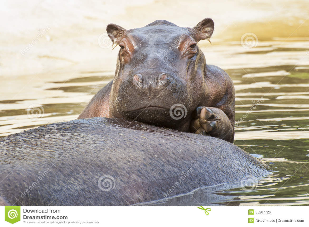 Free Hippo Downloads